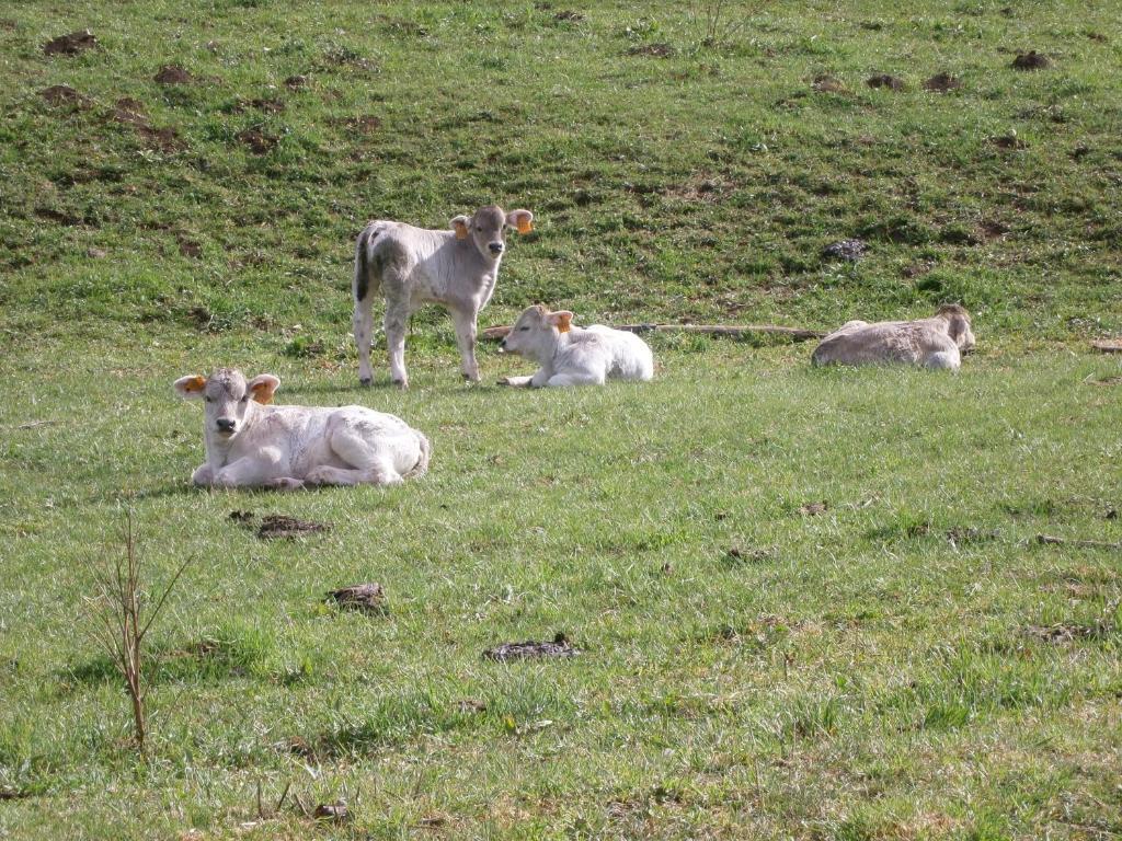 Turisme Rural Lo Palle De Cal Bosch Llagunes Exterior photo